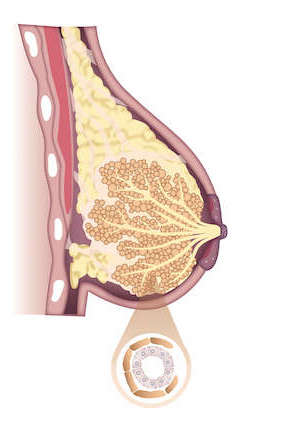 Ilustración estructura del seno materno interior